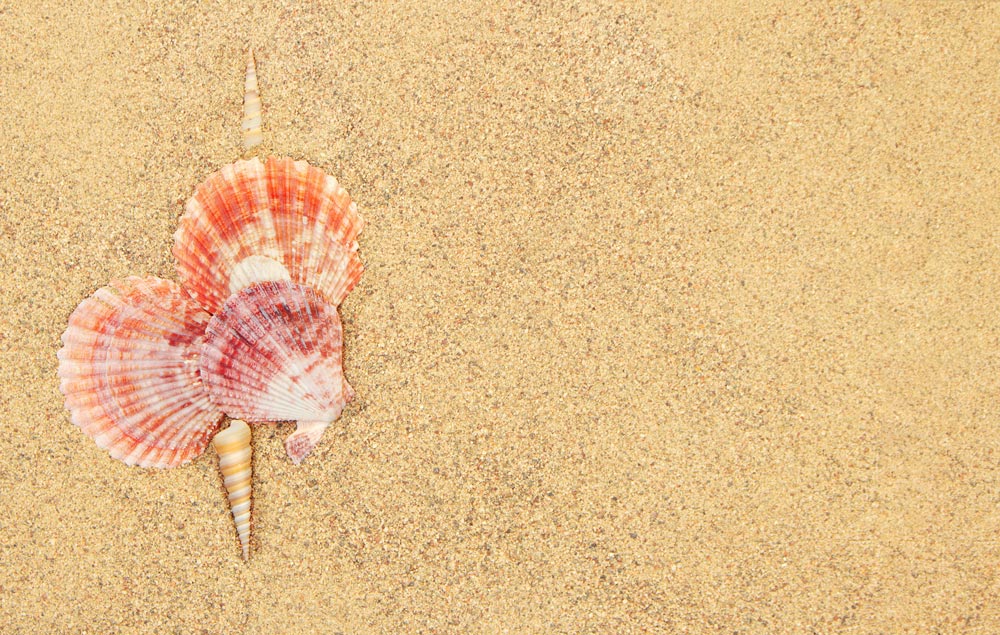 heart made of shells on a beach